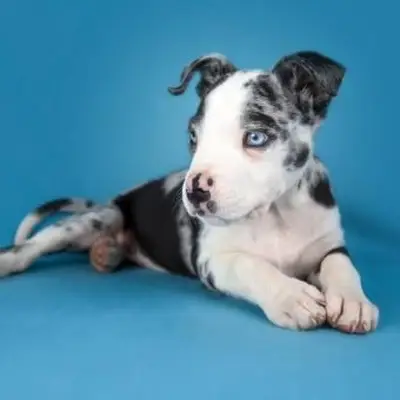 https://cf.ltkcdn.net/dogs/images/slide/243555-850x850-10-great-dane-puppy.webp