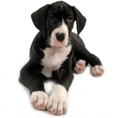 https://cf.ltkcdn.net/dogs/images/slide/243556-850x850-8-great-dane-puppy.webp