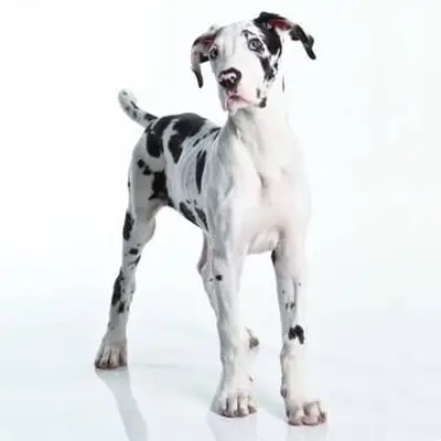 https://cf.ltkcdn.net/dogs/images/slide/243548-850x850-2-great-dane-puppy.webp
