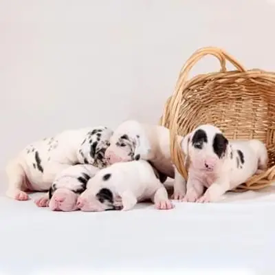 https://cf.ltkcdn.net/dogs/images/slide/243558-850x849-3-great-dane-puppy.webp