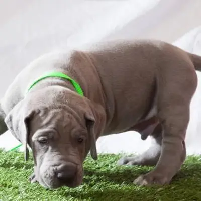 https://cf.ltkcdn.net/dogs/images/slide/243550-850x850-5-great-dane-puppy.webp