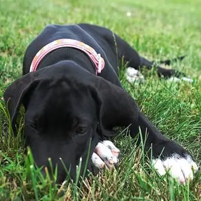 https://cf.ltkcdn.net/dogs/images/slide/243551-850x850-6-great-dane-puppy.webp