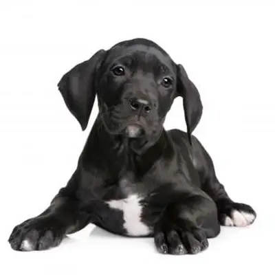 https://cf.ltkcdn.net/dogs/images/slide/243554-850x850-9-great-dane-puppy.webp