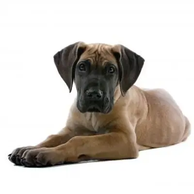 Imagens do filhote de cachorro Dogue Alemão