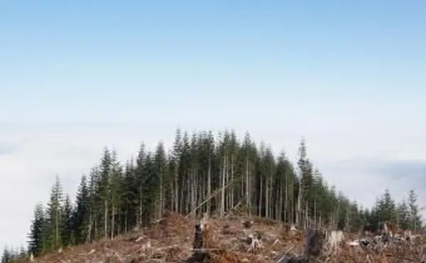 Auswirkungen von Kahlschlägen