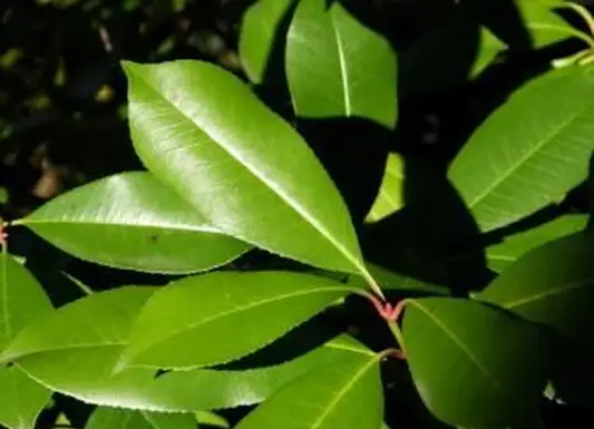 炭素循環のステップ