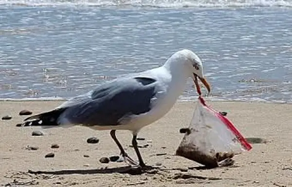 Gabbiano che tiene il sacchetto di plastica sulla spiaggia
