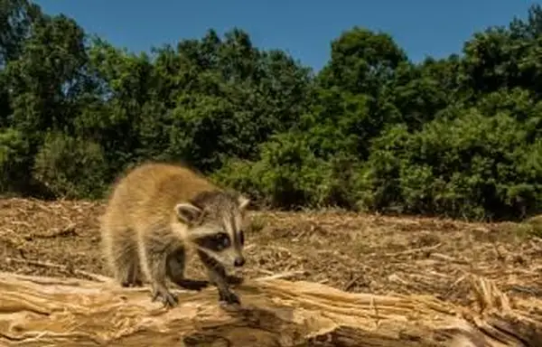 Negatywne skutki wylesiania