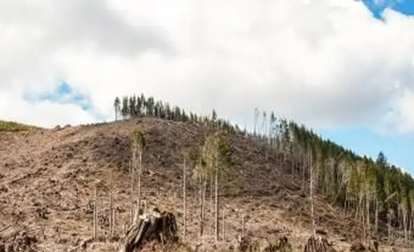 Wylesianie w Stanach Zjednoczonych