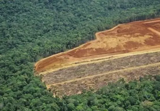 Déforestation en Amazonie