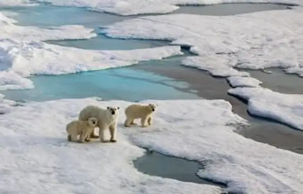 Barres polaires marchant sur la fonte des glaces