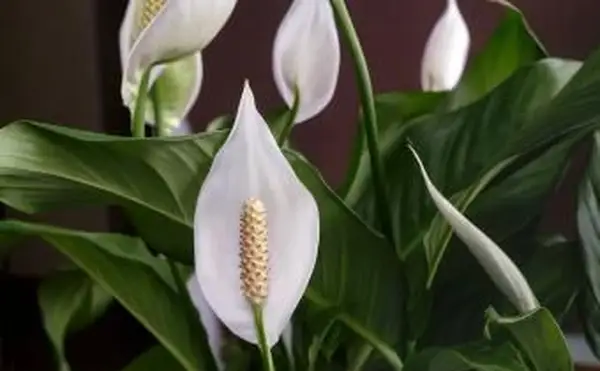 Kwitnące białe kwiaty spathiphyllum
