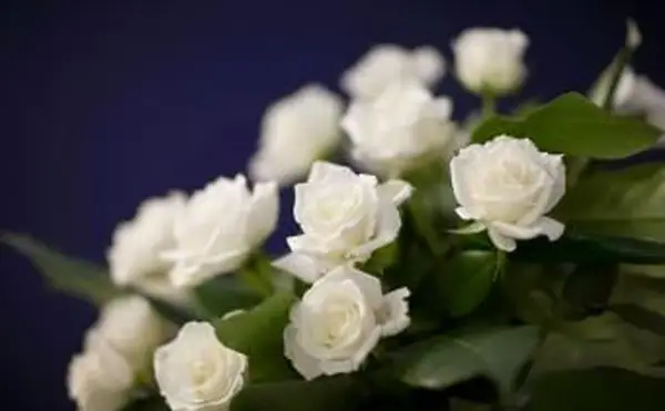 Białe róże na fioletowo