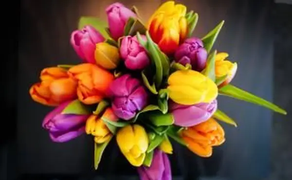 Wielokolorowe kwiaty