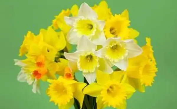 Bukiet wiosennych kwiatów