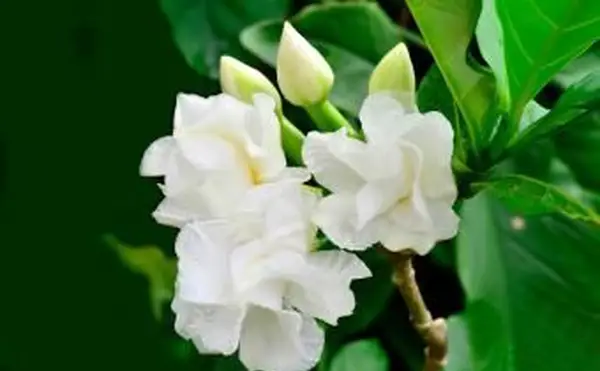 Biały kwiat Gardenii