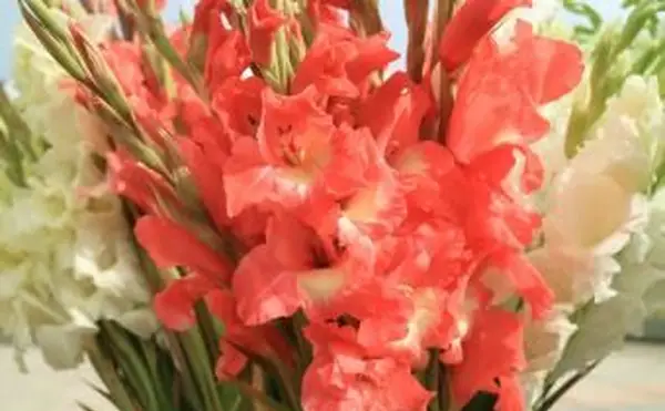 koralowy różowy i biały Gladiolus