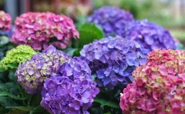 Fioletowe kwiaty hortensji w parku
