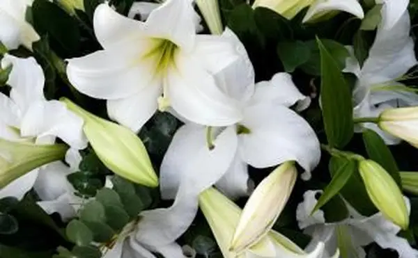 lilie żałobne