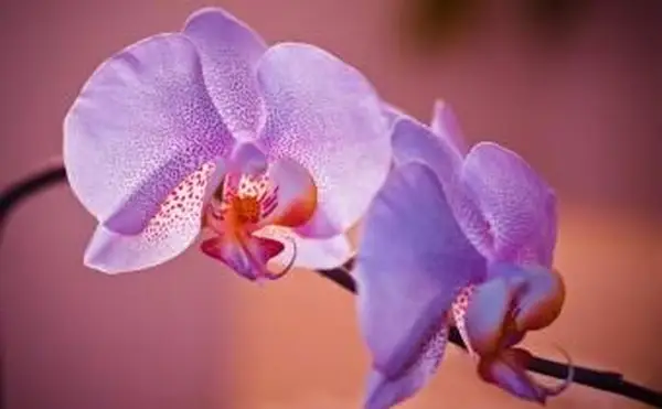 Kwiat kwitnący na zewnątrz