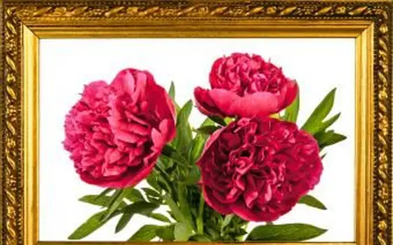 싱글을위한 풍수