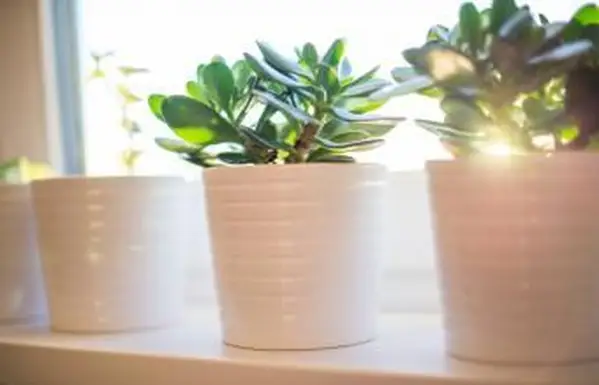 Como Encontrar e Usar o Feng Shui Money Corner