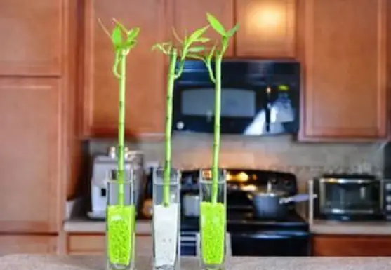 szczęśliwa bambusowa kuchnia