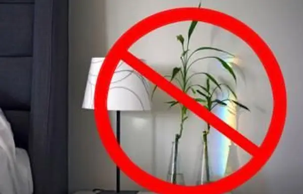 brak roślin w sypialni