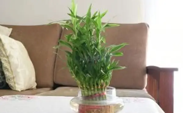 Najlepsze miejsca na Lucky Bamboo w Twoim domu i biurze