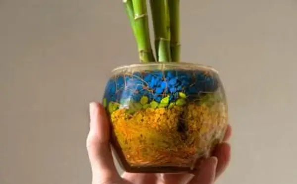 Plante de bambou dans un pot de fleurs en verre