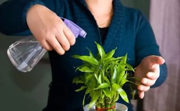 Comment et quand utiliser un engrais avec du bambou chanceux