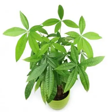 Albero dei soldi su sfondo bianco