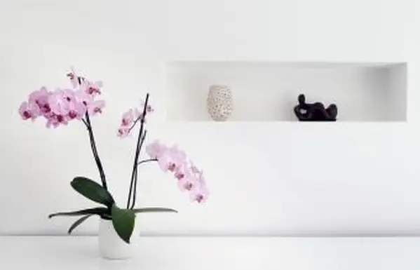 Pianta e ornamenti di orchidee