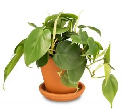 Pianta di filodendro in vaso di terracotta