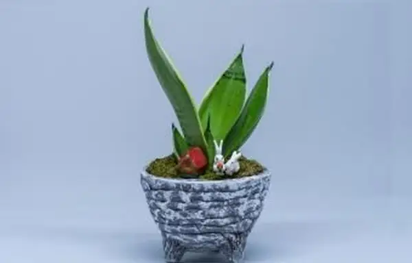 Lingua della suocera