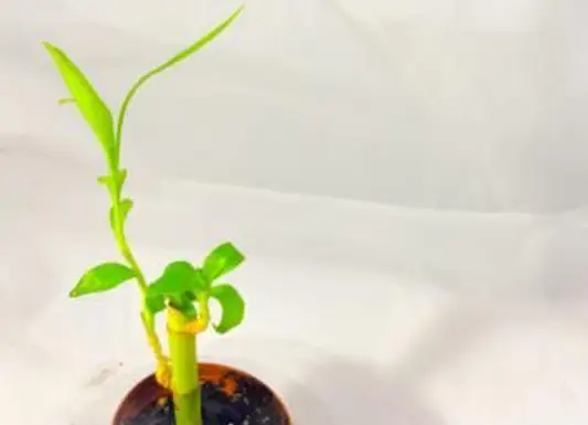 Único caule de bambu da sorte