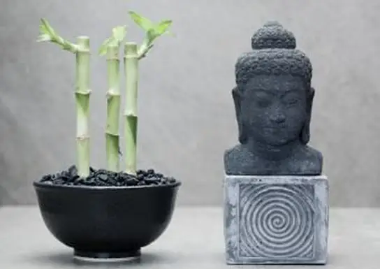 3 hastes de bambu da sorte