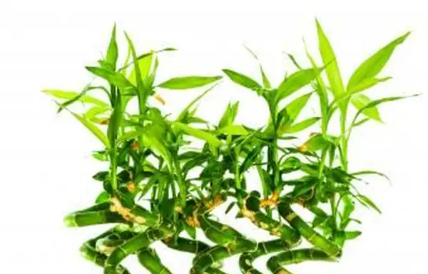 6 hastes de bambu da sorte