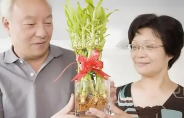 Presente de bambu da sorte