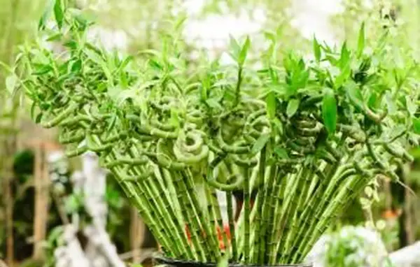 Decodificando o significado dos números do caule do bambu da sorte