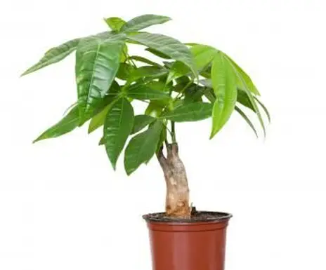 A planta da pachira é a árvore do dinheiro feng shui