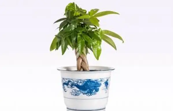 Plantas de árvore de dinheiro trançadas