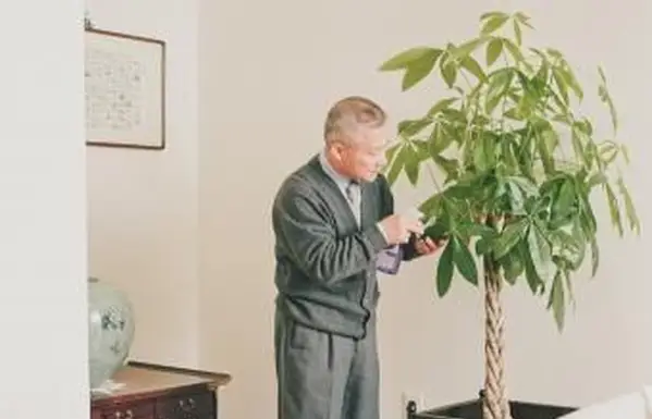 Significado e posicionamento da árvore do dinheiro no Feng Shui