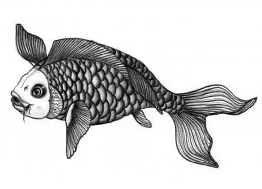 https://cf.ltkcdn.net/feng-shui/images/slide/248920-850x638-black-and-white-koi-fish.webp