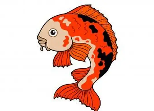 15 hermosos dibujos de peces Koi