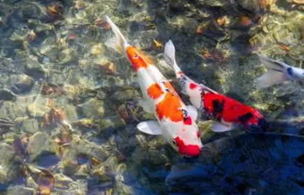 Kolorowe ryby Koi w wodzie