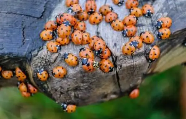 Inwazja chrząszczy azjatyckich