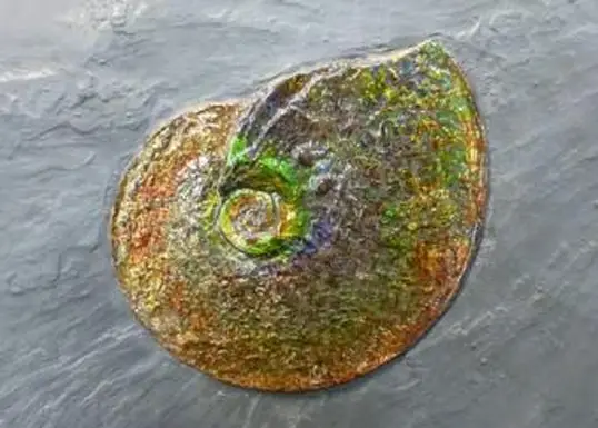 Opalizowana masa perłowa na amonicie Placenticeras meeki