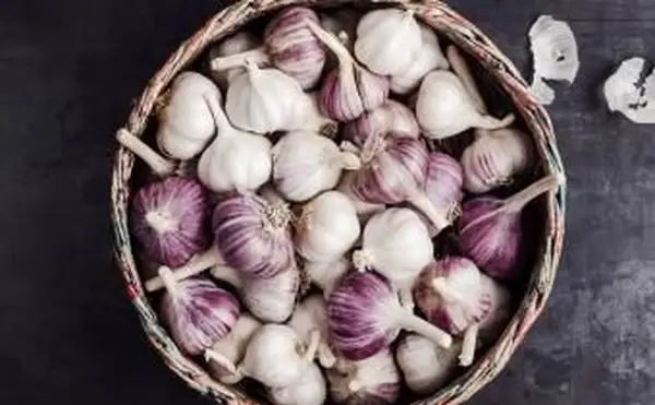 Alho roxo fresco