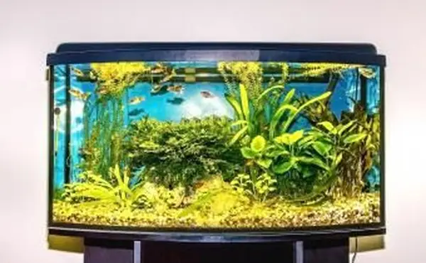 Limpe o aquário de peixes